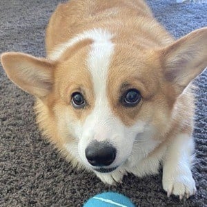 Hammy the Corgi Headshot 4 of 10