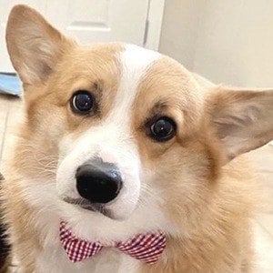 Hammy the Corgi Headshot 5 of 10