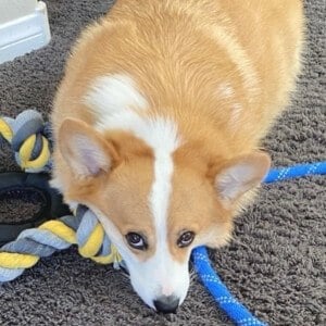 Hammy the Corgi Headshot 6 of 10