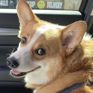 Hammy the Corgi Headshot 7 of 10