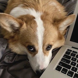 Hammy the Corgi Headshot 8 of 10