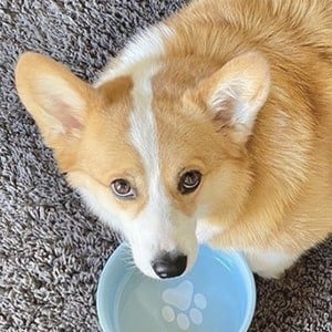 Hammy the Corgi Headshot 9 of 10