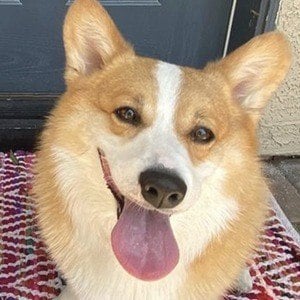 Hammy the Corgi Headshot 10 of 10