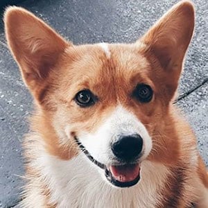 Harlan the Corgi Headshot 2 of 5