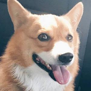 Harlan the Corgi Headshot 5 of 5