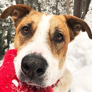 Henry the Colorado Dog Headshot 4 of 6