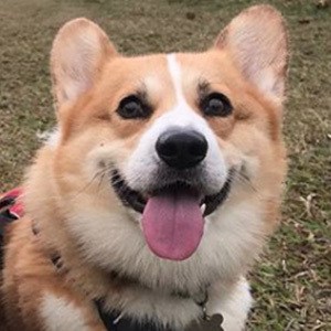 Huckleberry the Corgi Headshot 2 of 3