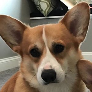 Huckleberry the Corgi Headshot 3 of 3