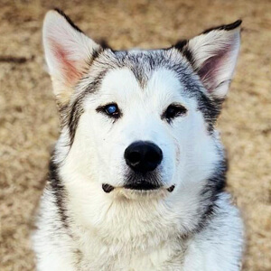 Hugo The Malamute Headshot 2 of 5