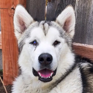 Hugo The Malamute Headshot 3 of 5