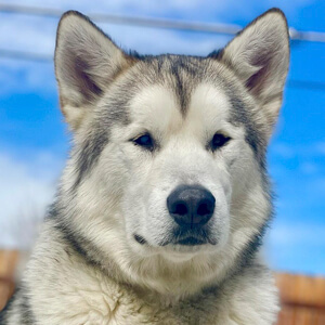 Hugo The Malamute Headshot 5 of 5