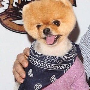 JiffPom at age 6