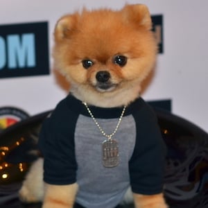 jiffpom breed