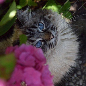 June the Kitty Headshot 3 of 5