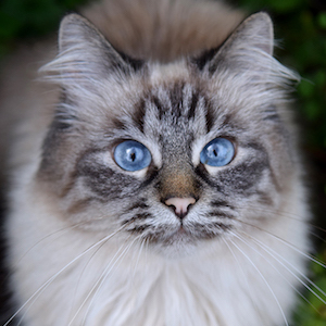 June the Kitty Headshot 5 of 5