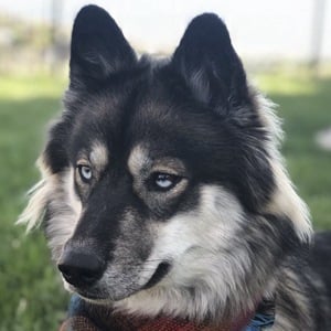 Kakoa MyMountainHusky at age 1