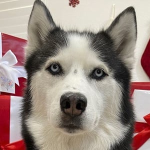 Kakoa MyMountainHusky at age 2