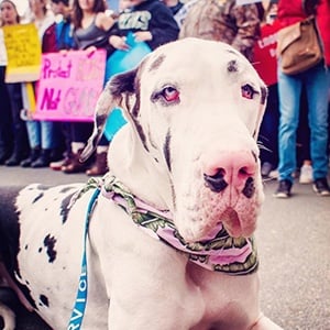 Kernel the Great Dane Headshot 2 of 6