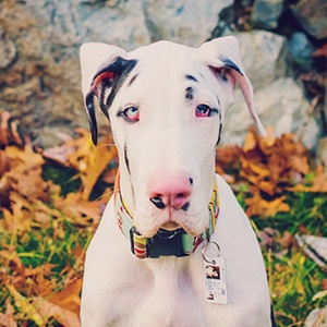 Kernel the Great Dane Headshot 3 of 6