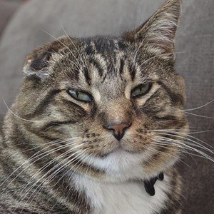Klaus the Cat Headshot 9 of 10
