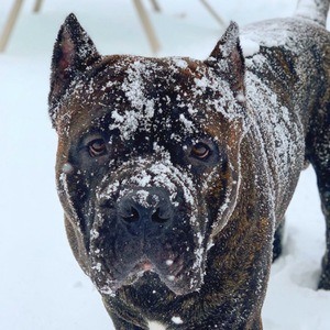 Leo the Cane Corso Headshot 2 of 10