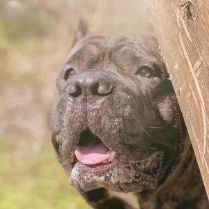 Leo the Cane Corso Headshot 3 of 10