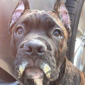 Leo the Cane Corso Headshot 4 of 10