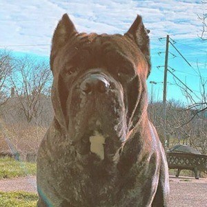 Leo the Cane Corso Headshot 5 of 10