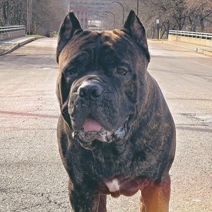 Leo the Cane Corso Headshot 7 of 10