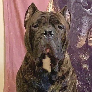 Leo the Cane Corso Headshot 8 of 10