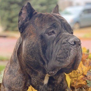 Leo the Cane Corso Headshot 9 of 10