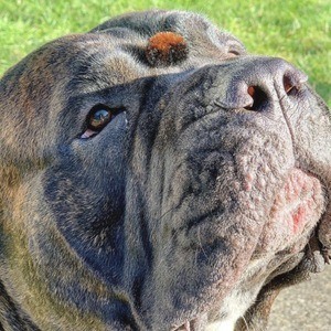 Leo the Cane Corso Headshot 10 of 10