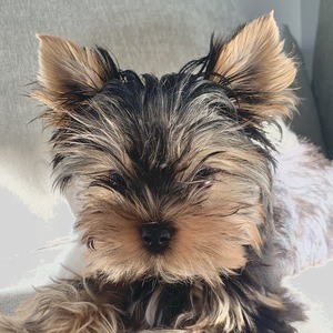 Leo the Yorkie Headshot 2 of 2