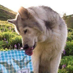 Loki the Wolf Dog Headshot 4 of 10