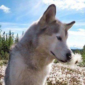 Loki the Wolf Dog Headshot 5 of 10