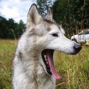 Loki the Wolf Dog Headshot 7 of 10