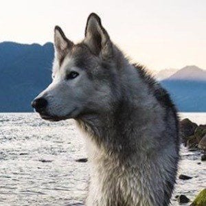 Loki the Wolf Dog Headshot 8 of 10