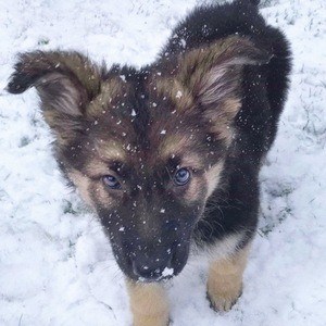 Lola the GSD Headshot 2 of 3