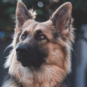 Lola the GSD Headshot 3 of 3