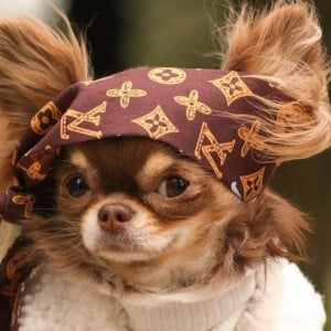 Lou the Chichi at age 3
