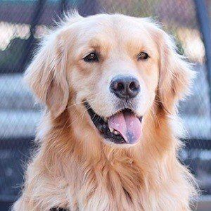 Louie The Golden Retriever Headshot 5 of 10