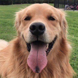 Louie The Golden Retriever Headshot 6 of 10