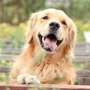 Louie The Golden Retriever Headshot 7 of 10