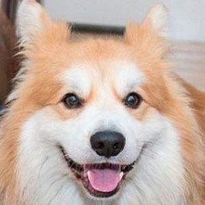 Marcel Le Corgi Headshot