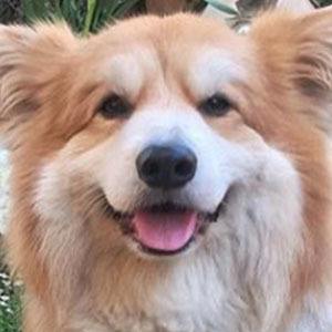 Marcel Le Corgi Headshot 3 of 5
