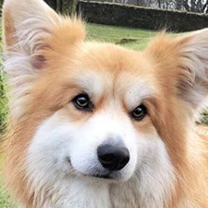 Marcel Le Corgi Headshot 4 of 5