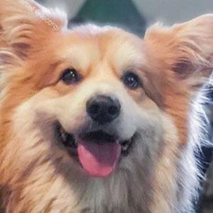 Marcel Le Corgi Headshot