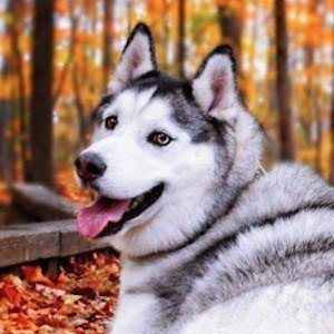Maska the Husky Headshot 6 of 10