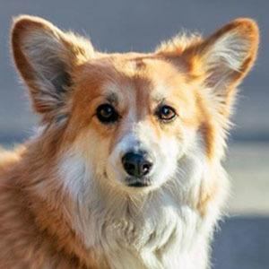 Maxine dog the Fluffy Corgi Headshot 2 of 5