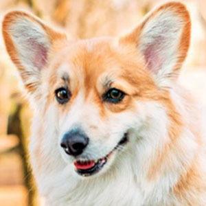 Maxine dog the Fluffy Corgi Headshot 3 of 5